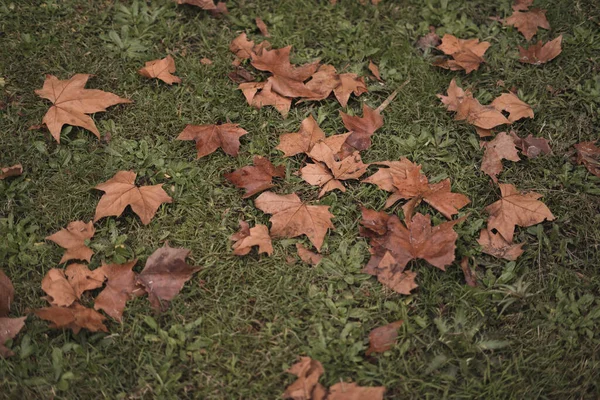 Een Top Uitzicht Van Gevallen Herfst Loof Het Gras — Stockfoto