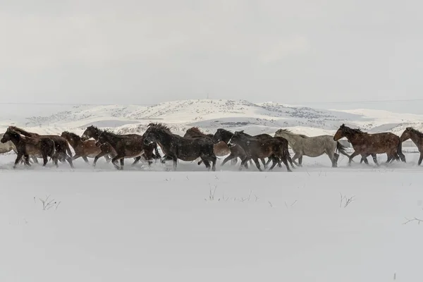Campo Nieve Invierno Con Muchos Caballos Corriendo Durante Día — Foto de Stock