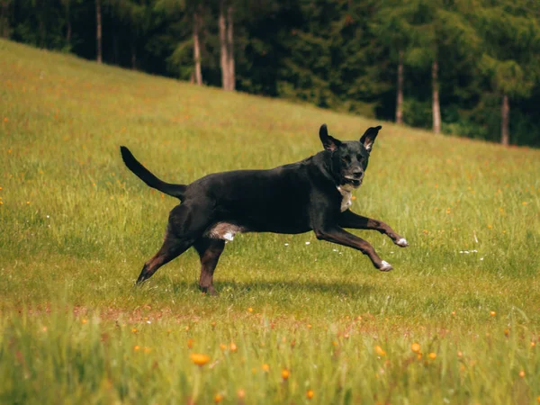 Primer Plano Perro Negro Prado Verde —  Fotos de Stock