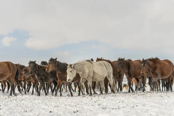 Campo Nieve Invierno Con Muchos Caballos Corriendo Durante Día — Foto de Stock