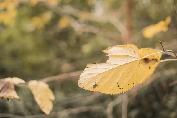 Een Selectieve Focus Opname Van Een Gele Herfst Vel Een — Stockfoto