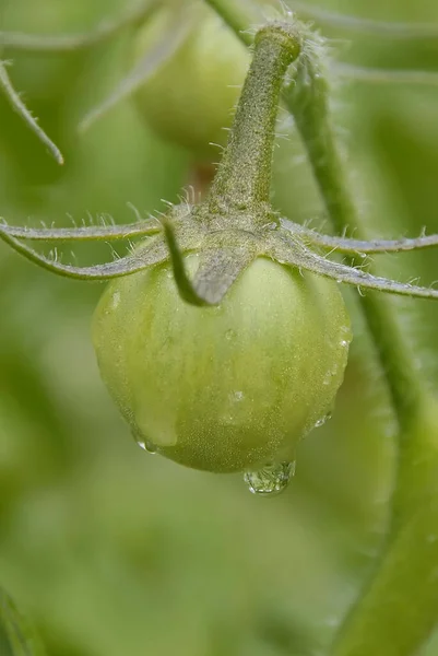 緑のトマトを濡らした植物の垂直クローズアップショット — ストック写真