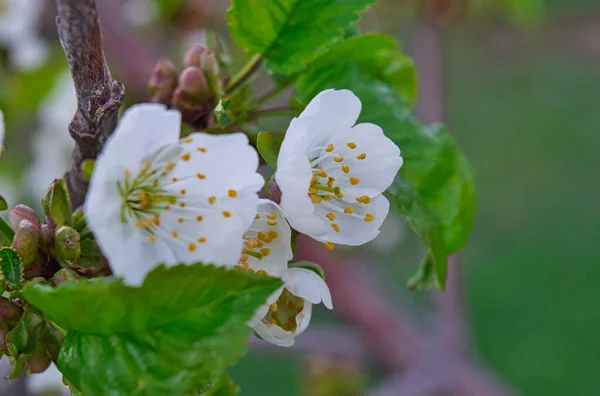 Gros Plan Fleurs Cerisier Blanc Avec Des Feuilles Vertes Sur — Photo