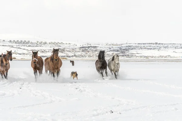 Campo Nieve Invierno Con Muchos Caballos Perro Corriendo Durante Día — Foto de Stock