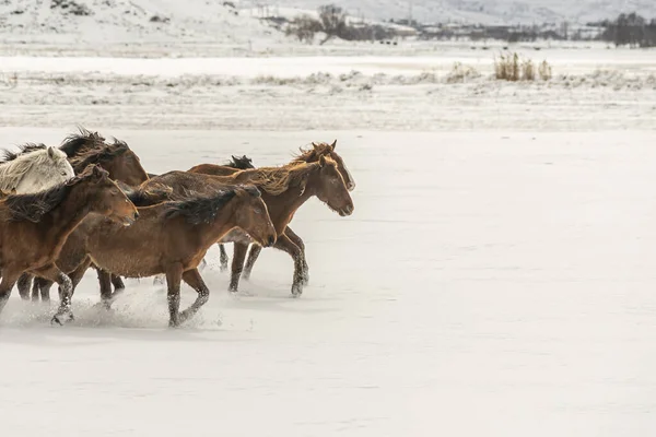 Зимнее Снежное Поле Много Лошадей Бежит Днем — стоковое фото