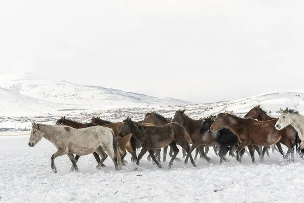 Выстрел Бегущих Лошадей Зимой — стоковое фото