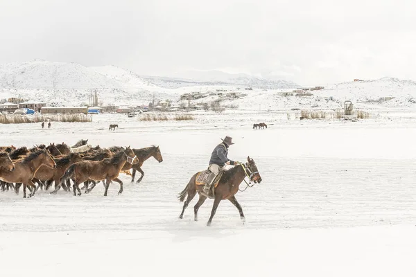 A winter snowfield with many horses and a cowboy running during daylight