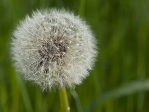 在绿色的草地上生长的蒲公英的选择性聚焦镜头 — 图库照片