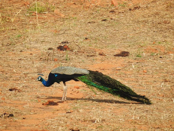 Beautiful Indian Peacock Farmland — Stock Photo, Image