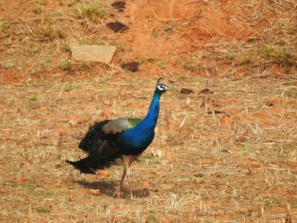 Belo Pavão Indiano Uma Terra Agrícola — Fotografia de Stock