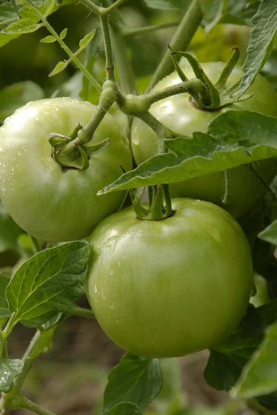Pionowe Zbliżenie Rośliny Dojrzałymi Zielonymi Pomidorami — Zdjęcie stockowe