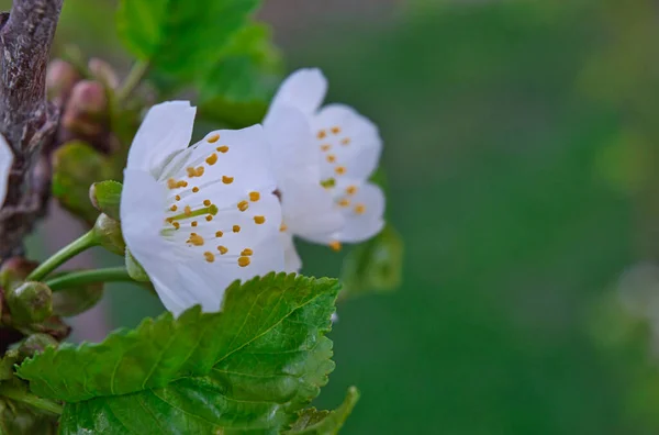 Closeup Shot White Cherry Blossom Flowers Green Leaves Blurred Background — Stock Photo, Image