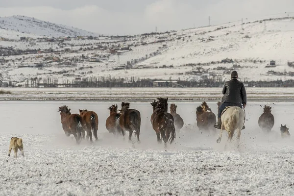Campo Nieve Invierno Con Muchos Caballos Perros Vaquero Corriendo Durante — Foto de Stock
