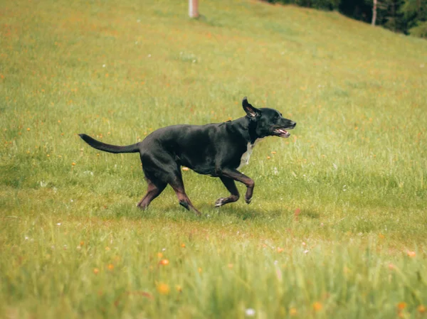 Gros Plan Chien Noir Sur Prairie Verte — Photo