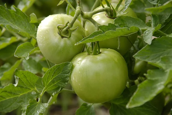 Zbliżenie Ujęcia Rośliny Dojrzałymi Zielonymi Pomidorami — Zdjęcie stockowe