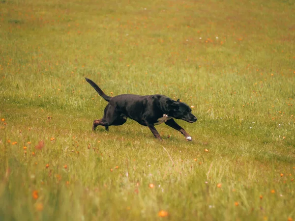 Nahaufnahme Eines Schwarzen Hundes Auf Der Grünen Wiese — Stockfoto