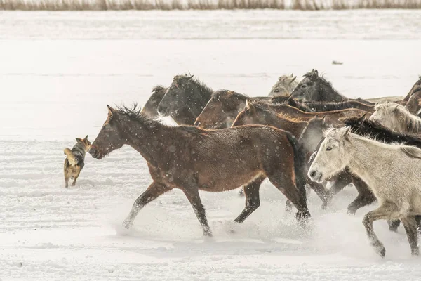 Ein Schuss Laufender Pferde Winter — Stockfoto