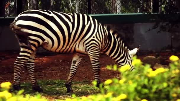 動物園のゼブラは — ストック動画