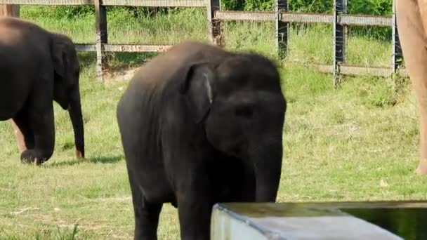 Большая Группа Слонов Зоопарке — стоковое видео