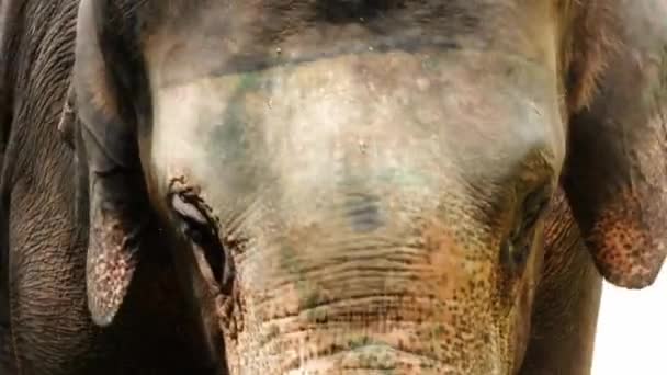 Närbild Ung Elefant Djurparken — Stockvideo