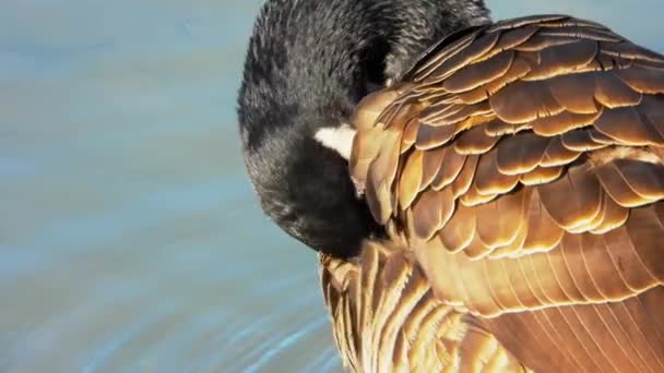 Belo Pato Nadando Superfície Água Lago Dia Verão — Vídeo de Stock