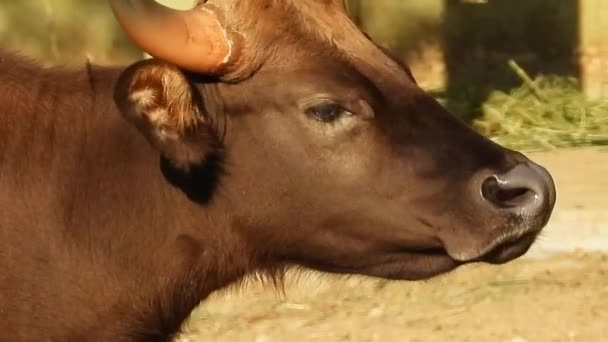 Krowa Polu — Wideo stockowe