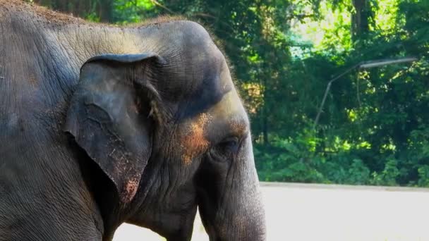 Närbild Ung Elefant Djurparken — Stockvideo
