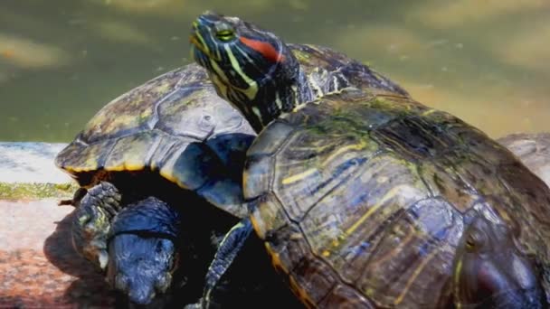 Tortues Sur Eau Gros Plan — Video