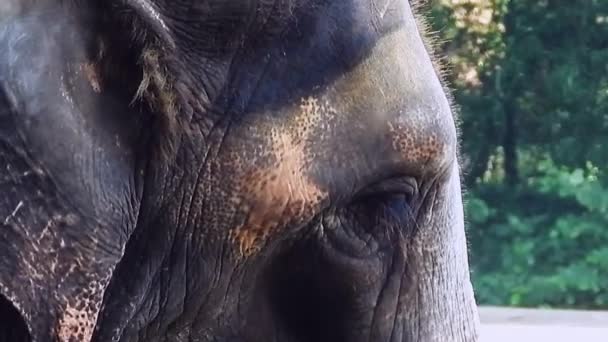 Close Van Een Jonge Olifant — Stockvideo