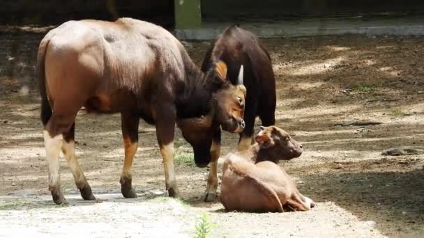 Herd Cows Pasture — Stock Video