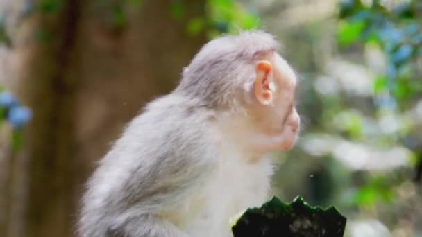 Jeune Singe Mangeant Des Fruits — Video