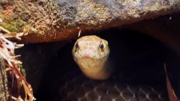 Nahaufnahme Einer Schönen Gelben Schlange — Stockvideo