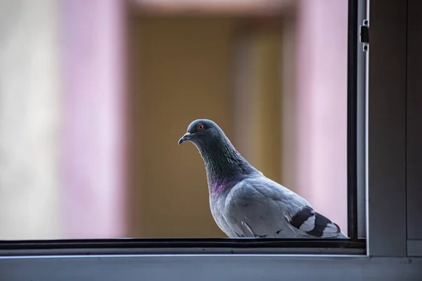 Closeup Common Wood Pigeon Looking House Window — Stock Photo, Image