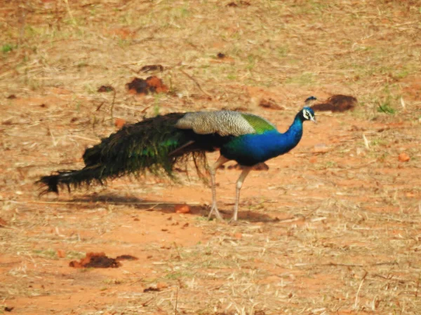 Pájaro Pavo Real Colores Brillantes Prado —  Fotos de Stock