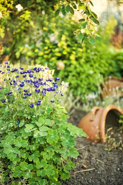 정원에 피어나는 아름다운 자주색 선택적 — 스톡 사진