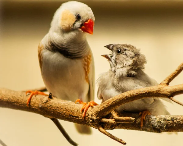 Nahaufnahme Eines Weißen Zebrafinkenvogels Der Einen Anderen Kleinen Vogel Ansieht — Stockfoto