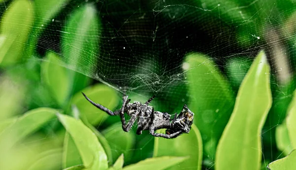 Detailní Záběr Černobílého Pavouka Pruhy Pardosa Agricola Zavěšeného Rostlině — Stock fotografie