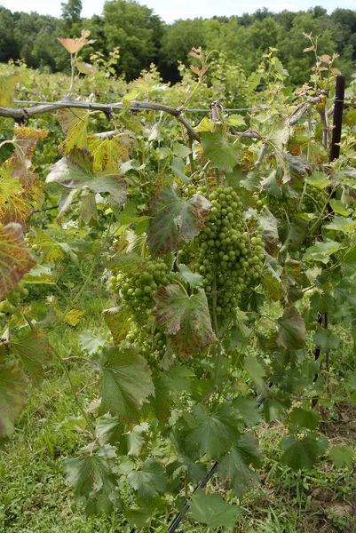 A vertical shot of grapes growing on vines in a Missouri vineyard