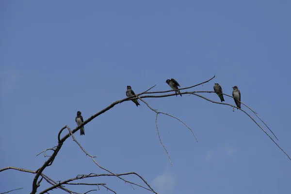 一群谷仓燕子栖息在树枝上 — 图库照片