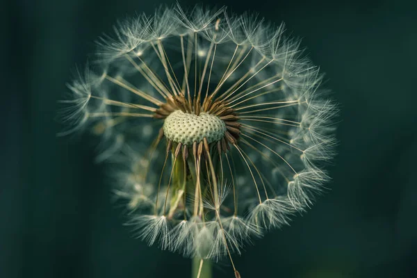 Een Close Shot Van Een Paardebloem Met Weinig Zaden — Stockfoto