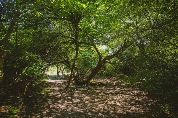 Uma Bela Trilha Sombria Floresta — Fotografia de Stock