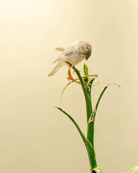 緑色の茎の上に座っている白いブーストされた毛虫の鳥のクローズアップ画像 — ストック写真