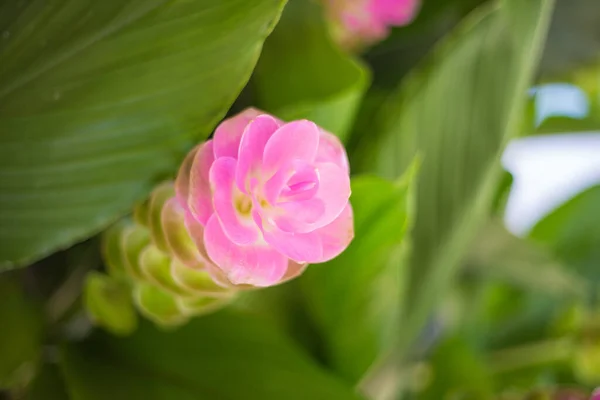 Selektivní Záběr Růžové Kvetoucí Kurkuma Zázvor Květ — Stock fotografie