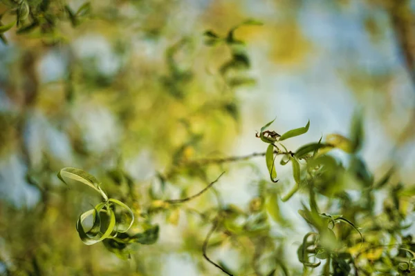 Bahçedeki Ağaç Dallarında Büyüyen Yeşil Yaprakların Seçici Bir Odağı — Stok fotoğraf