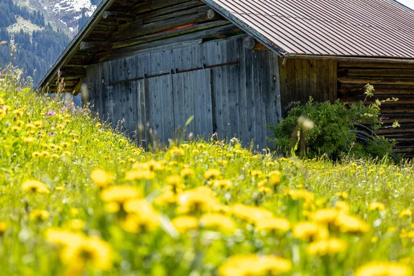 山の中の木造小屋と黄色のタンポポの美しい景色 — ストック写真
