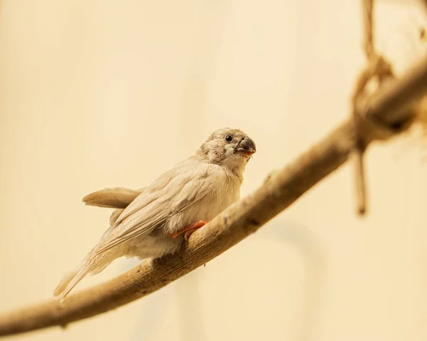 Sebuah Gambar Closeup Dari Burung Putih Amadina Duduk Cabang — Stok Foto