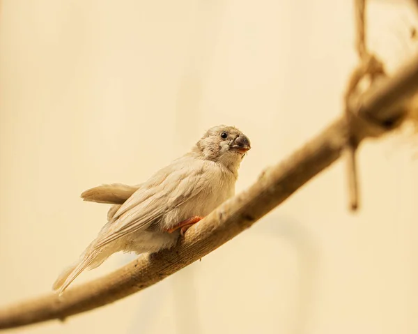 Nahaufnahme Eines Weißen Amadina Vogels Der Auf Einem Ast Sitzt — Stockfoto