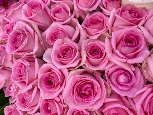 一束漂亮的粉红玫瑰 — 图库照片