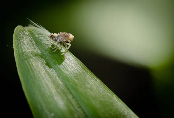 緑の植物の上を歩く小さな白い虫のクローズアップ画像 — ストック写真