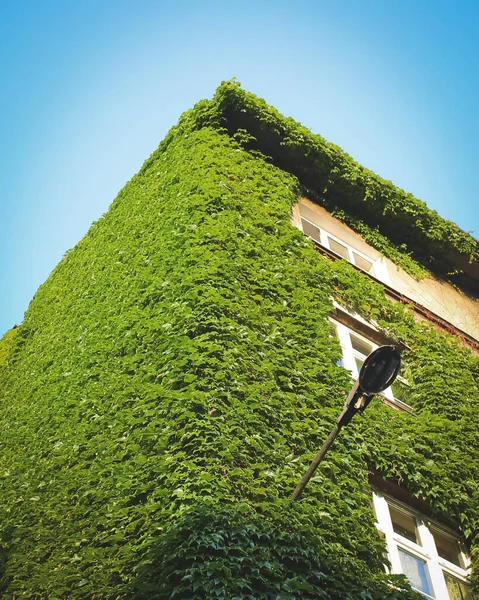 Sarmaşık Yapraklarıyla Kaplı Bir Binanın Alçak Açısı — Stok fotoğraf